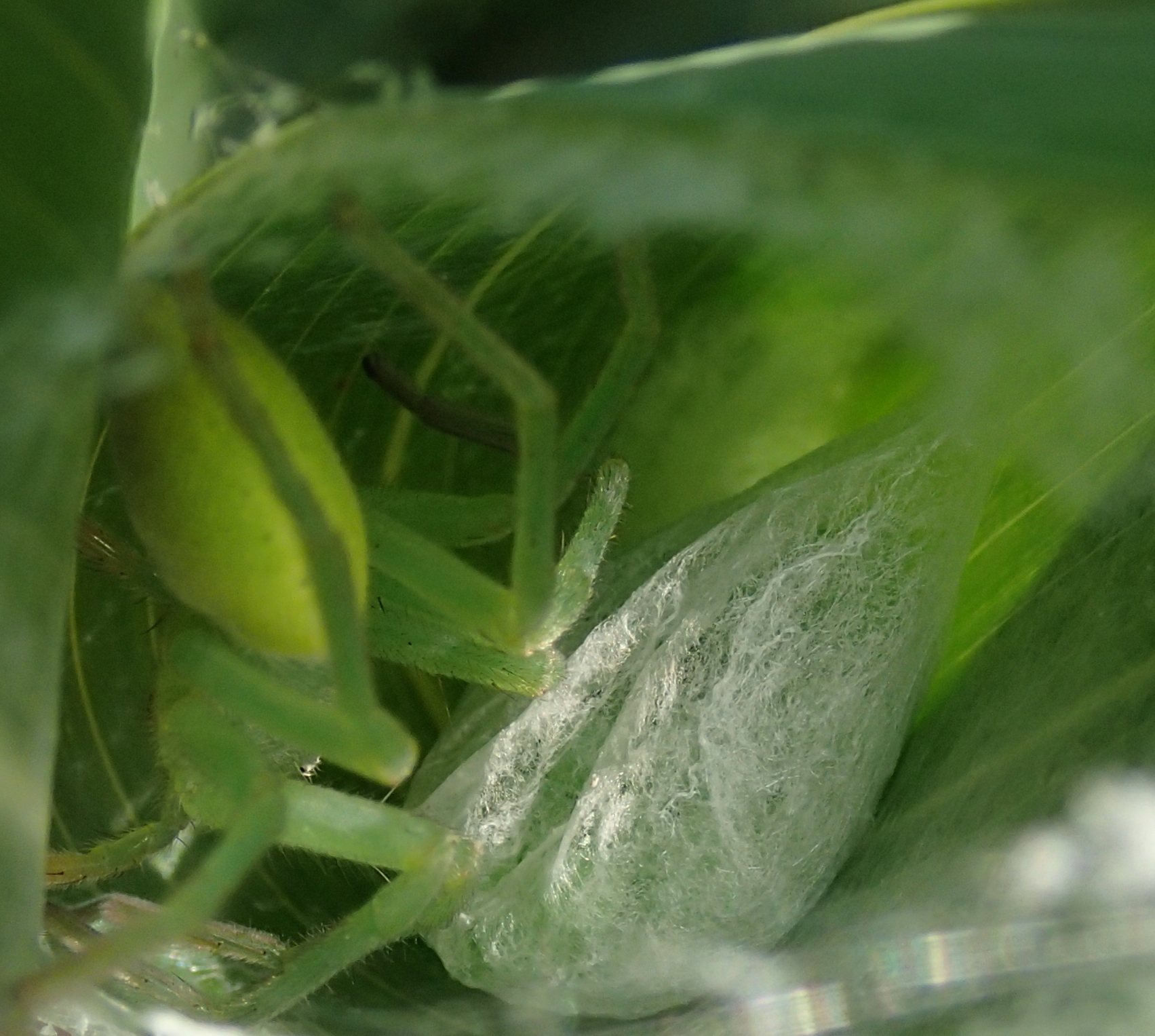 Micrommata virescens nido - Lughignano (TV)